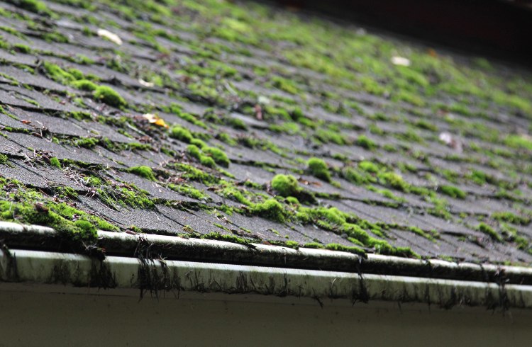 Moss covering a shingled roof in Portland, OR